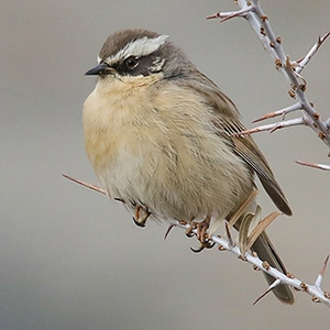 Brown Accentor